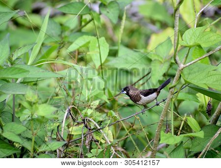 Estrildid Finch Birds Are Using The Mouth To Cut Grass. To Build A Nest