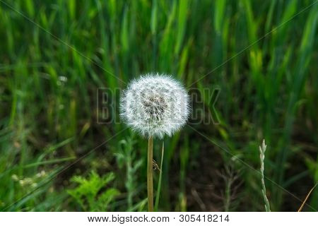 Close Up Of A Single Dndelion In A Field