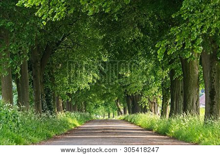 A Country Road Running Through A Tree Alley