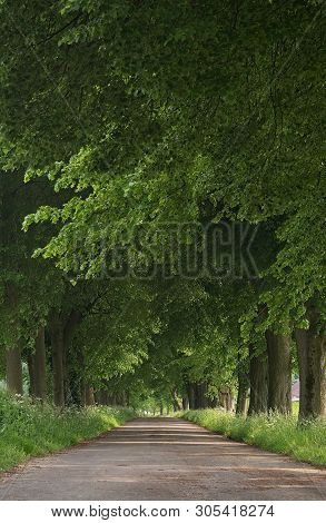 A Country Road Running Through A Tree Alley