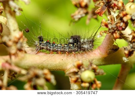 Slugs Caterpillar On Stick Tree In Garden