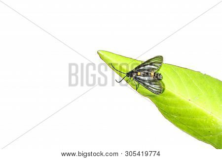 Bee Mine On Leaf And White Background