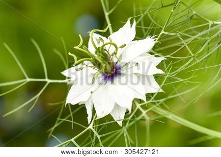 Close-up Of Nigella Damascena Flower, Blue Or White