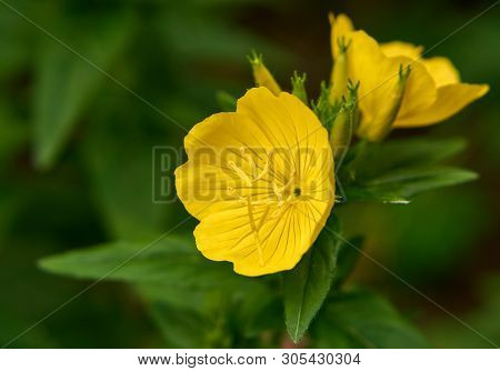 Yellow Flowers Of Perennial Enotera Close Up