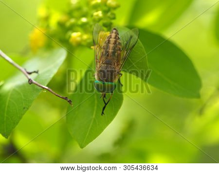 Horsefly (lat. tabanidae) Eats The Nectar Of A Flower