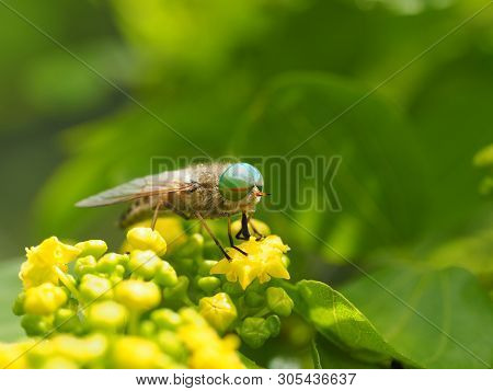 Horsefly (lat. tabanidae) Eats The Nectar Of A Flower