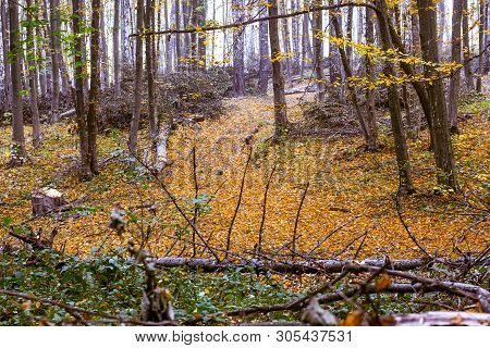 Overthrown Trees In The Old Forest In The Fall