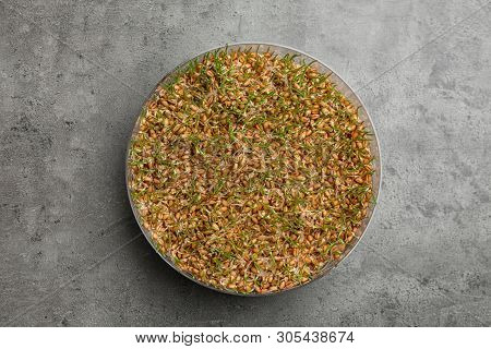 Wheat Grass In Sprouter On Color Background, Top View