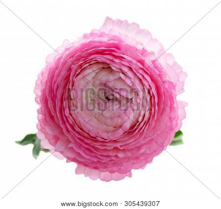 Pink Rununculus Flower Bud Isolated On White Background