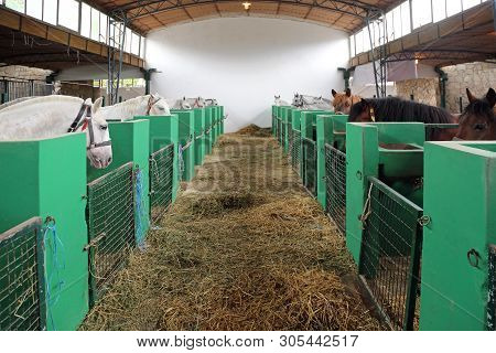 Many Horses In A Box Stalls Inside A Stable