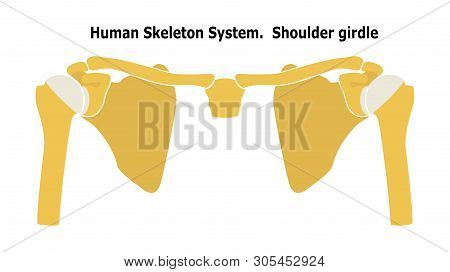 Human Skeleton System  Shoulder Girdle.  Anterior View Anatomy. Vector Illustration. Isolated On Whi