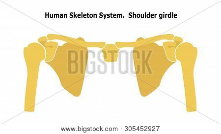 Human Skeleton System  Shoulder Girdle.  Anterior View Anatomy. Vector Illustration. Isolated On Whi