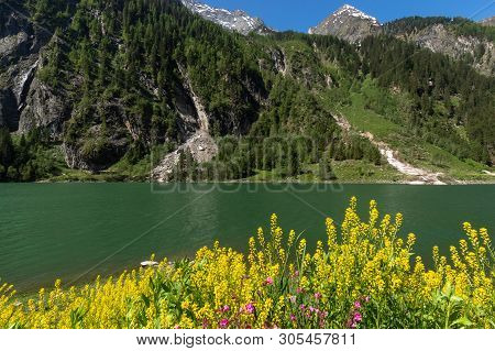 Alpine Lake Spring Summer Landscape With Yellow Flowers In Foreground Stillup Lake Austria Tyrol