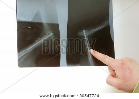 Veterinaria