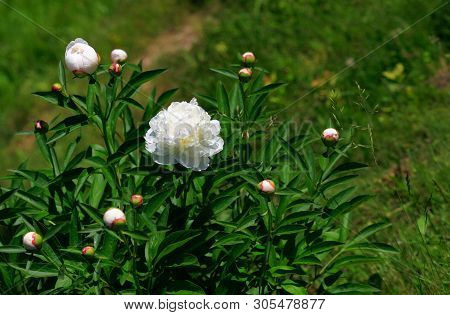 Tree-like Peony, Tree-shaped White Peony In The Garden, Peony Petals Close-up At Sunset, Natural Blu
