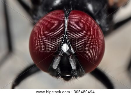 Macro Photography Of Eyes Of Noon Fly On The Floor