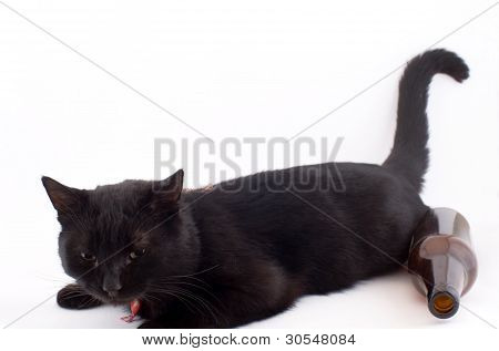sort kat med martenitza