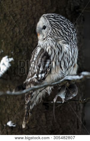 Ural Owl (strix Uralensis) With Catched Prey On Branch In Winter