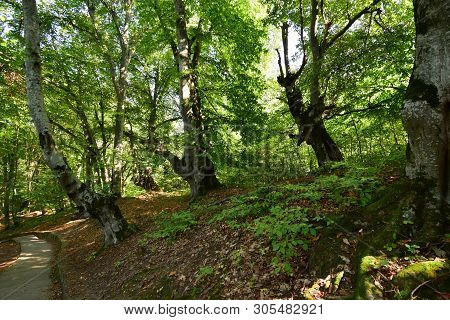 View Of Wild Hornbeam And Beech Trees In Summer On Kizilovka Mountains In The Foothills Of The North