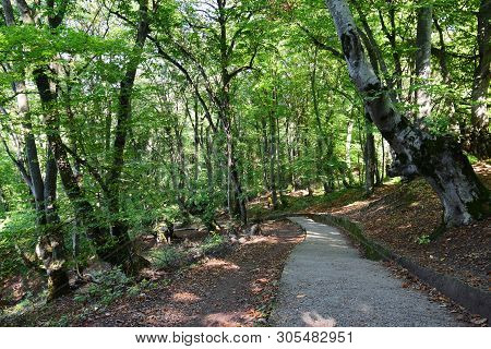 Mountain Park With A Staircase On The Mountain Kizilovka Among The Trees In The Foothills Of The Nor