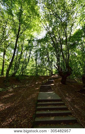 Walking Ladder Among Trees In The Mountainous Area Of Kizilovka Mountain In The Foothills Of The Nor