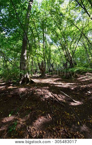 View Of The Mountain Green Trees In Summer In The Recreation Area On The Mountain Kizilovka In The F