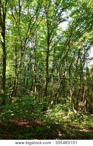 View Of Mountain Green Trees On Mount Kizilovka In The Foothills Of The North Caucasus