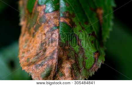 Damaged Cherry Leaf After Using Wrong Pesticide,   Close Up Macro Shot.