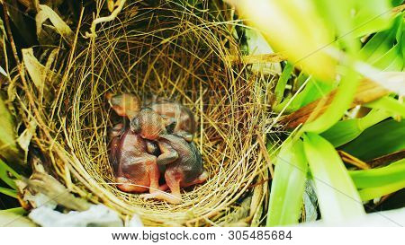 Three Birds In A Nest On A Tree With Leaves Covered