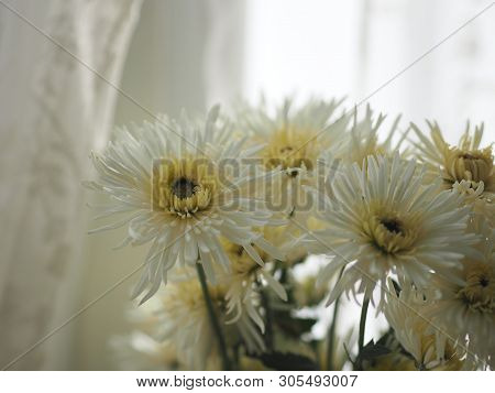 Close Up Astern White Flowers, Yellow Pollen