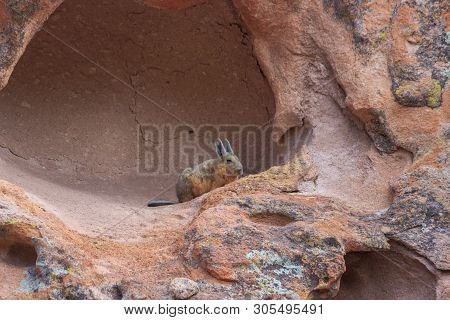 Cute Vizcacha In Its Natural Habitat In The Salar Uyuni, Bolivia