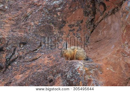 Cute Vizcacha In Its Natural Habitat In The Salar Uyuni, Bolivia