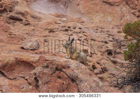 Cute Vizcacha In Its Natural Habitat In The Salar Uyuni, Bolivia