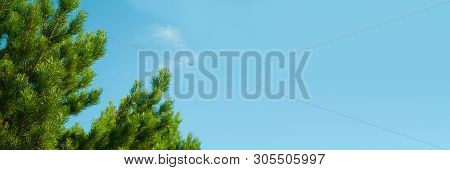 Branches Of Cedar Against The Blue Sky