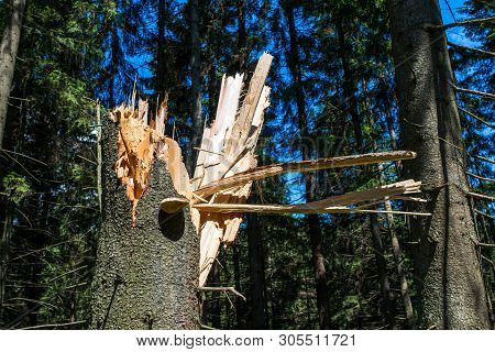 Cleaved Tree, Strong Wind Broken The Pine Tree Close Up Shot In The Woods.