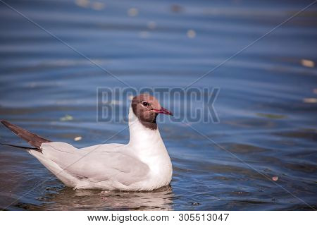 Black-headed Gull, Chroicocephalus Ridibundus, Seagull Floats In The Lake, Blue Water