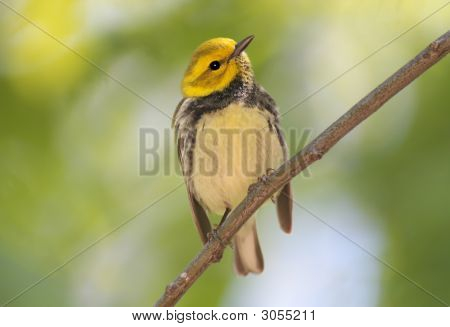 Czarny czarnogardła (Dendroica Virens)