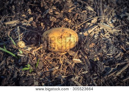 One Organic Harvested Potato From Patch Garden In Usa