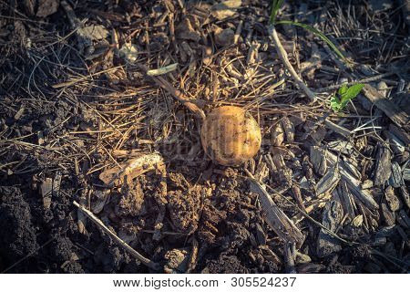 One Organic Harvested Potato From Patch Garden In Usa