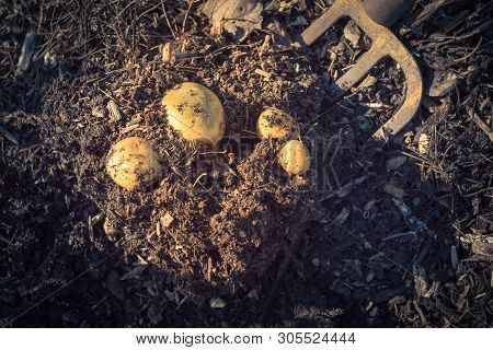 Filtered Image Harvesting Potatoes Using Digging Folk At Patch Garden In Usa