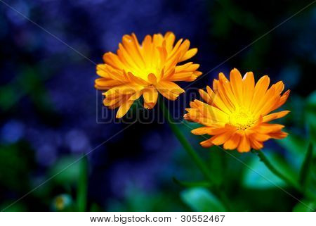 Pot Marigold - Calendula officinalis