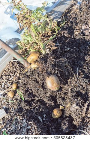 Harvesting Potatoes Using Digging Folk At Patch Garden In Usa