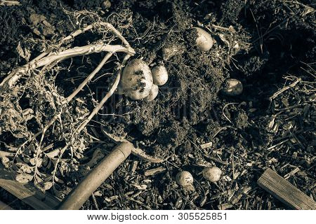 Filtered Image Harvesting Potatoes Using Digging Folk At Patch Garden In Usa