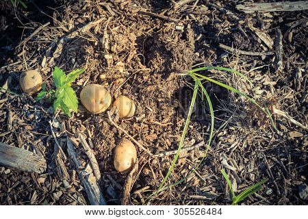 Filtered Image Pile Of Organic Potatoes From Patch Garden Harvesting In Usa