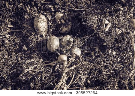 Filtered Image Pile Of Organic Potatoes From Patch Garden Harvesting In Usa