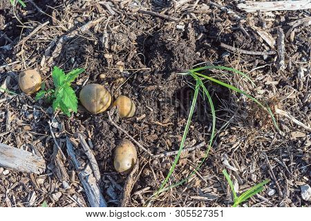 Pile Of Organic Potatoes From Patch Garden Harvesting In Usa