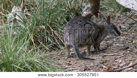 View Of A Tammar Wallaby, Macropus Eugenii, Eating