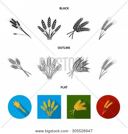 Isolated Object Of Wheat And Stalk Sign. Set Of Wheat And Grain Stock Vector Illustration.