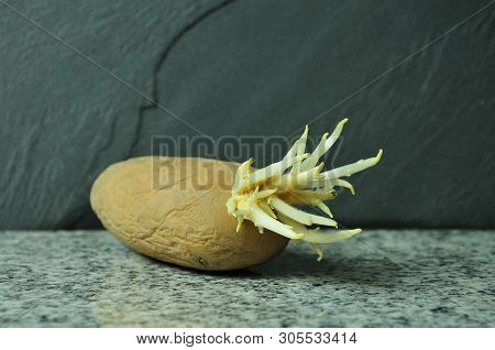 Potato On Granite Kitchen Worktable Pale White Sprouts