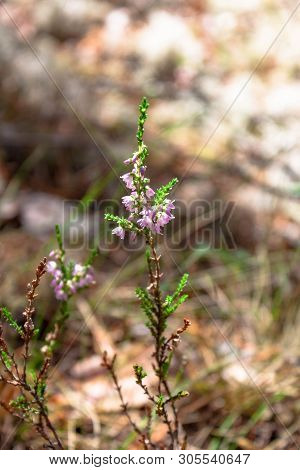 Beautiful Branch Of Pink Heather Flower Closeup In The Forest On Natural Background
